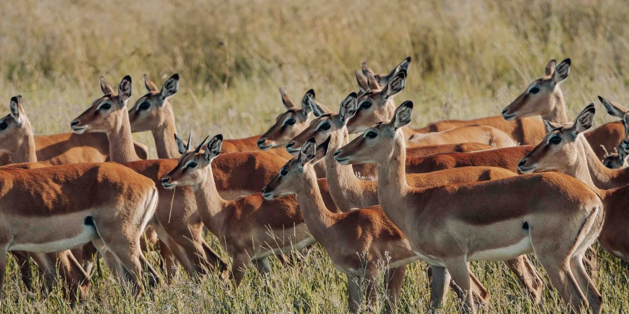 Signature Safari