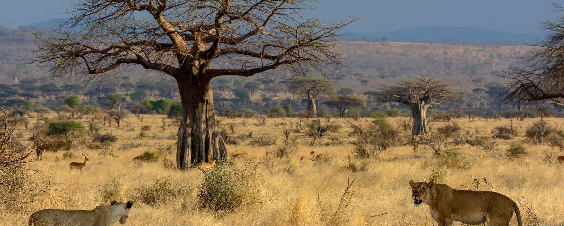 https://thetravnia.com/wp-content/uploads/2025/08/Gallery-Expanded-Ruaha-4-1920x770.jpg