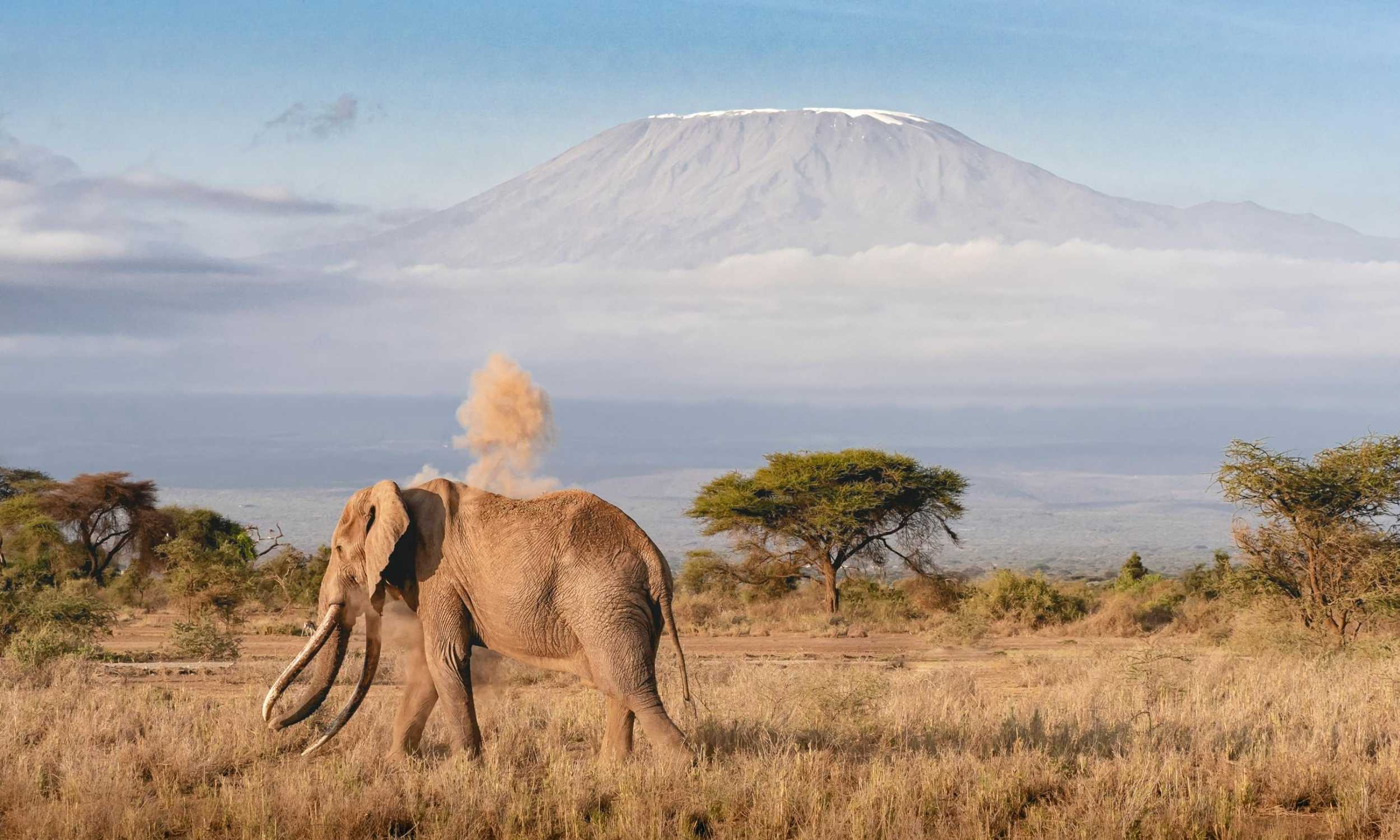 https://thetravnia.com/wp-content/uploads/2025/08/Tanzania-Elephant-Photo-by-Florian-Kriechbaumer-on-Pexel-2.jpg