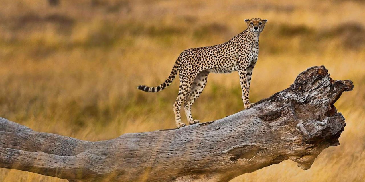 Wilderness & Waves Grand Tour: 16-Day Safari & Zanzibar Escape
